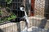 ueno_zoo_3679_mini.jpg