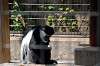 ueno_zoo_3680_mini.jpg