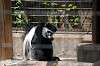 ueno_zoo_3681_mini.jpg
