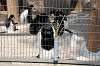 ueno_zoo_3682_mini.jpg