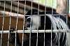 ueno_zoo_3685_mini.jpg