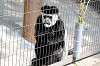 ueno_zoo_3687_mini.jpg
