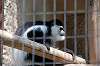 ueno_zoo_3691_mini.jpg