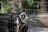 ueno_zoo_3692_mini.jpg