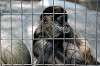ueno_zoo_3693_mini.jpg