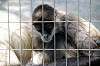 ueno_zoo_3696_mini.jpg