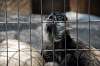 ueno_zoo_3701_mini.jpg
