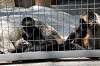 ueno_zoo_3704_mini.jpg