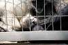 ueno_zoo_3705_mini.jpg