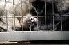 ueno_zoo_3706_mini.jpg