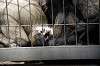 ueno_zoo_3710_mini.jpg