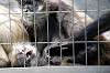 ueno_zoo_3711_mini.jpg