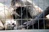 ueno_zoo_3712_mini.jpg