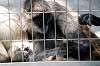 ueno_zoo_3713_mini.jpg