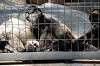 ueno_zoo_3714_mini.jpg