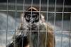 ueno_zoo_3718_mini.jpg