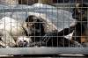 ueno_zoo_3720_mini.jpg