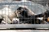 ueno_zoo_3721_mini.jpg