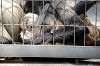 ueno_zoo_3724_mini.jpg