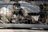 ueno_zoo_3725_mini.jpg