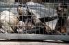 ueno_zoo_3726_mini.jpg