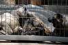 ueno_zoo_3727_mini.jpg