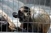ueno_zoo_3728_mini.jpg