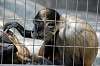 ueno_zoo_3730_mini.jpg