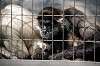 ueno_zoo_3736_mini.jpg