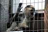 ueno_zoo_3738_mini.jpg