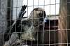 ueno_zoo_3739_mini.jpg