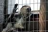 ueno_zoo_3740_mini.jpg
