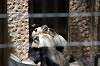 ueno_zoo_3741_mini.jpg