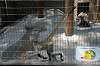 ueno_zoo_3744_mini.jpg