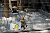 ueno_zoo_3746_mini.jpg