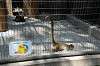 ueno_zoo_3748_mini.jpg