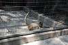 ueno_zoo_3749_mini.jpg