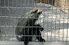 ueno_zoo_3750_mini.jpg