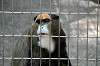 ueno_zoo_3752_mini.jpg