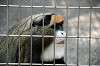 ueno_zoo_3753_mini.jpg