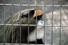 ueno_zoo_3754_mini.jpg