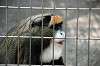 ueno_zoo_3755_mini.jpg