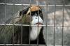 ueno_zoo_3756_mini.jpg
