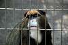 ueno_zoo_3758_mini.jpg