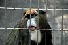 ueno_zoo_3759_mini.jpg
