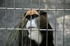 ueno_zoo_3760_mini.jpg
