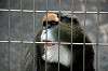 ueno_zoo_3761_mini.jpg