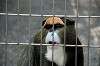 ueno_zoo_3763_mini.jpg