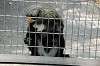 ueno_zoo_3764_mini.jpg