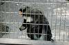 ueno_zoo_3765_mini.jpg